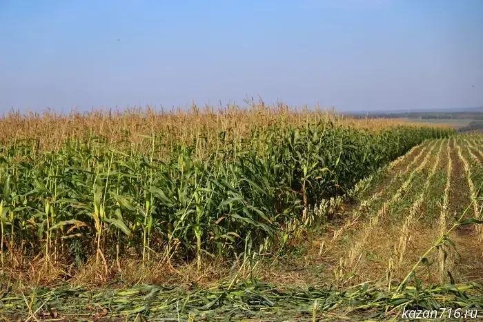 В Татарстане еще не завершен сбор урожая с 114 тысяч гектаров.