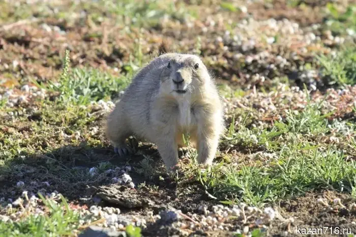 Dirty and hungry: marmots in Tatarstan have emerged from hibernation after six months of sleep.