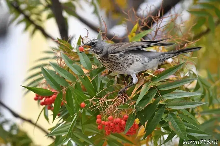A temperature record was broken in Kazan on November 29.