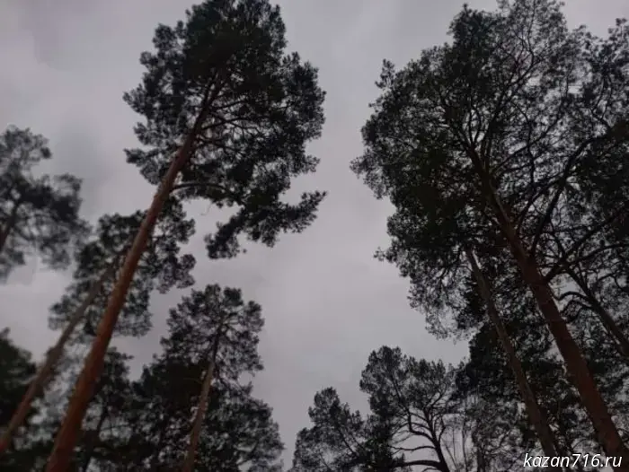 A high risk of forest fires in Tatarstan will persist until September 27.