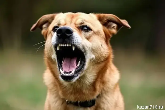 An aggressive dog attacked a girl and two pets in Kazan.