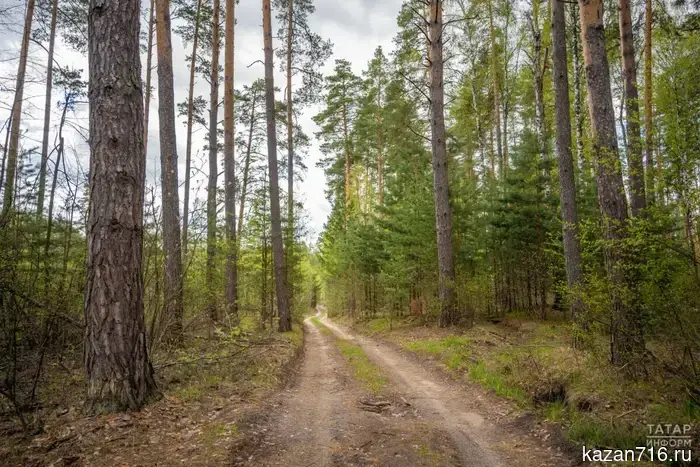 Almost 1,000 hectares of protective forest plantations have been created in Tatarstan.