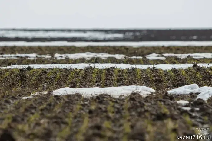 Зяббаров: По данным исследований, потеря озимых невелика.