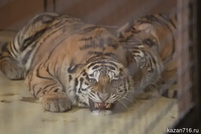 В Казани завершено обустройство вольера для амурских тигров.