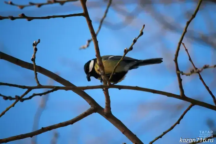 A scientist from Kazan Federal University urged residents of Kazan to feed tits lard and seeds.
