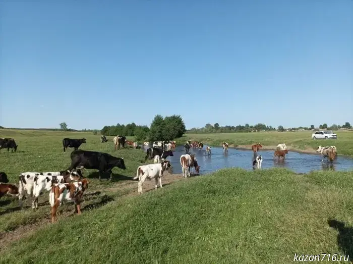 Personal subsidiary farms in Tatarstan may receive subsidies for the development of livestock farming.