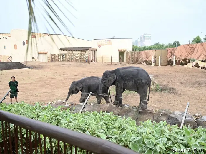The Prime Minister of Laos, the President of Tatarstan, and the Mayor of Kazan visited the Kazan Zoo.