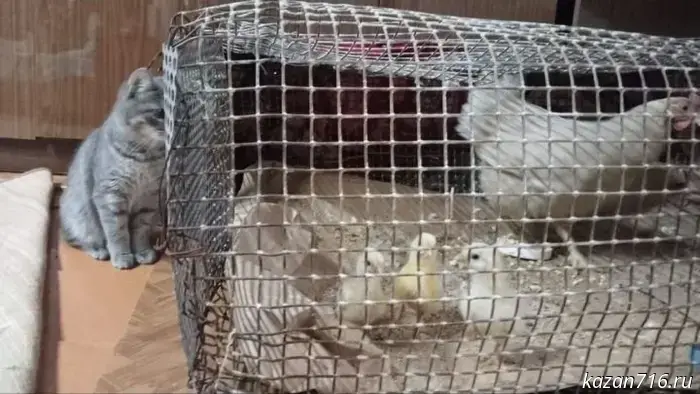 A New Year's miracle in the barn: a hen surprised its owner on New Year's Eve.