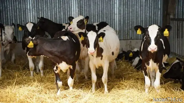 The Ministry of Agriculture and Food of the Republic of Tatarstan announced the acceptance of applications for reimbursement of part of the costs for personal subsidiary farms.