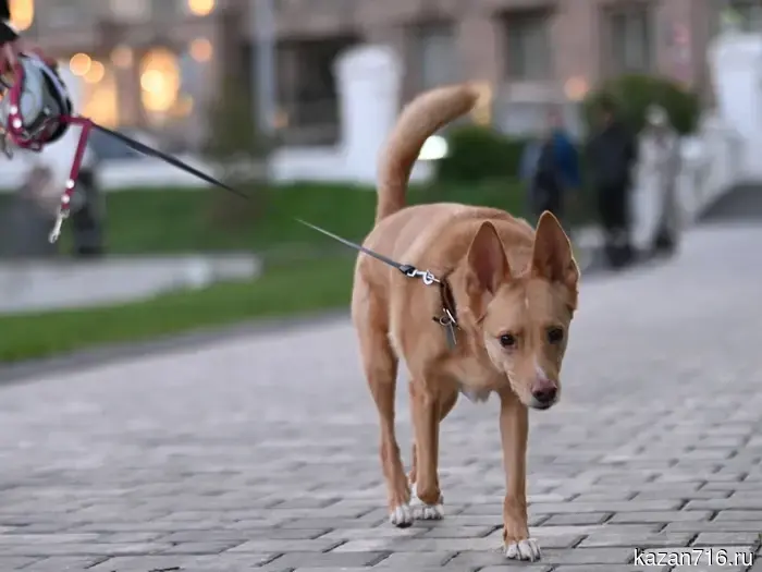 Nozork and "puppy hour": a series of free classes for dogs and their owners will take place in the parks of Kazan.