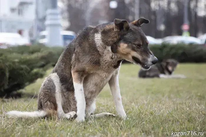 Residents of a Kazan settlement are being terrorized by a pack of stray dogs.