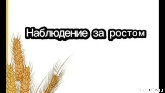 Project "Young Agronomists-Researchers" in the preparatory group of kindergarten No. 2