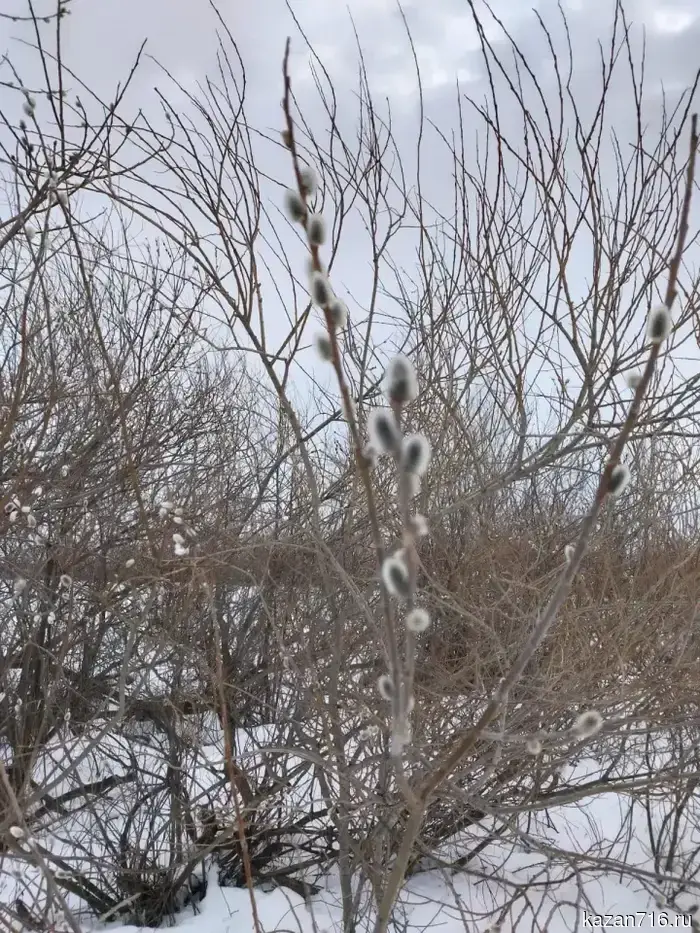 В Мензелинском районе распустилась верба.