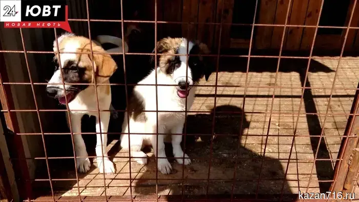 Almetyevsk residents were informed about the procedure for catching stray animals.