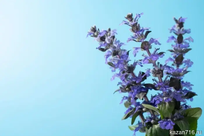 За шалфей на даче можно получить до восьми лет колонии.