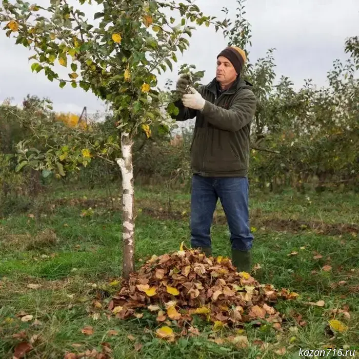 Garden work in November: a complete plan to protect against pests and frost