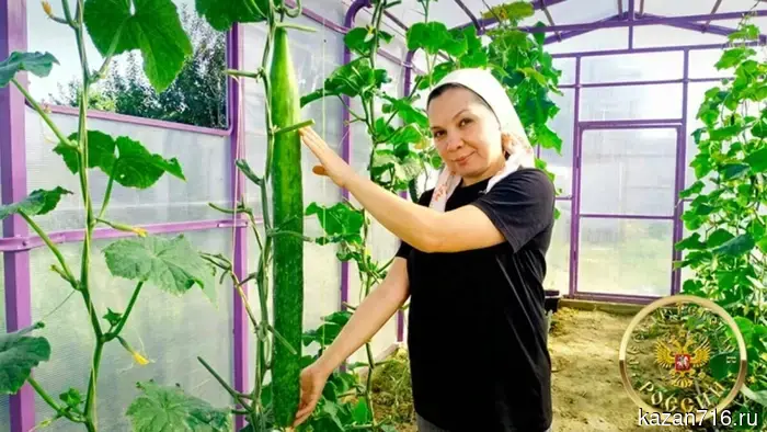 The longest cucumber in Russia, grown in Tatarstan, has been entered into the Record Registry.