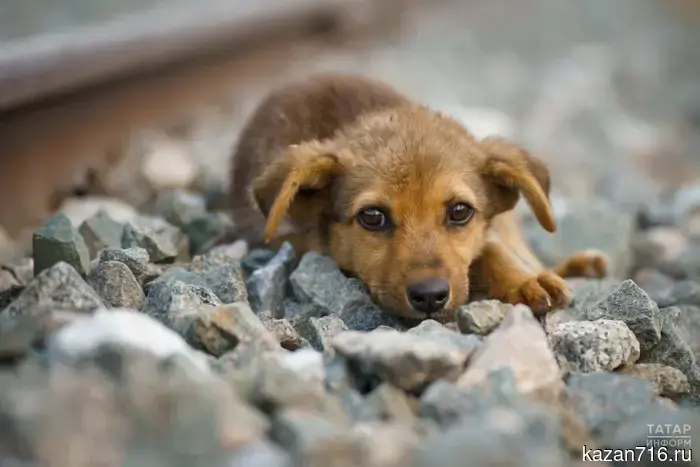 Mobile vaccination of animals will be organized this weekend in the Kirovsky district.