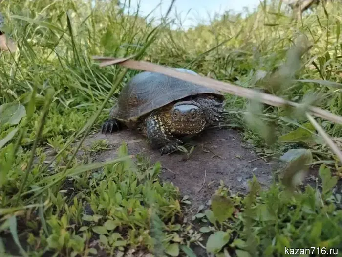 In the Agryz district, a European marsh turtle was rescued and released into the wild.