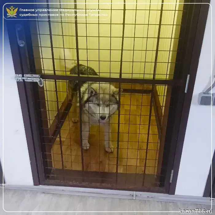 The dog has been transferred to a shelter by court decision: bailiffs remind pet owners of their responsibilities.