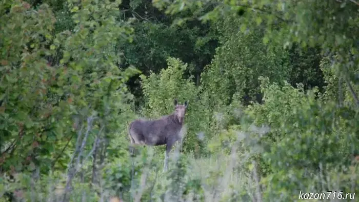 Almost 600 species of animals and plants have been added to the Red Book of Tatarstan.