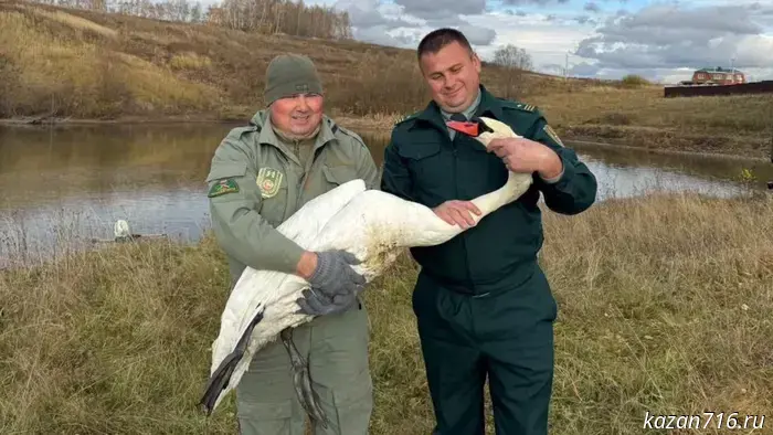 From rescue to hope: the State Committee of the Republic of Tatarstan for Bioresources gave a second chance to a red-listed whooper swan
