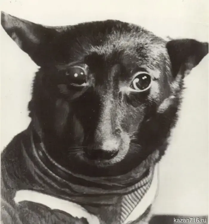 Zainsk cosmic: 65 years ago, the dog Chernushka landed on our land.