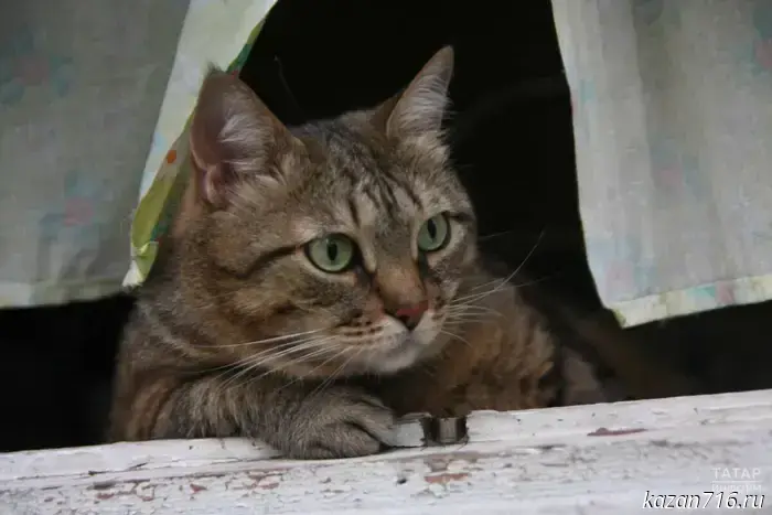 Veterinarian Urazhevsky explained why a cat may meow constantly.