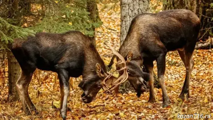 The moose rut has begun in Tatarstan: warning to drivers and mushroom pickers.