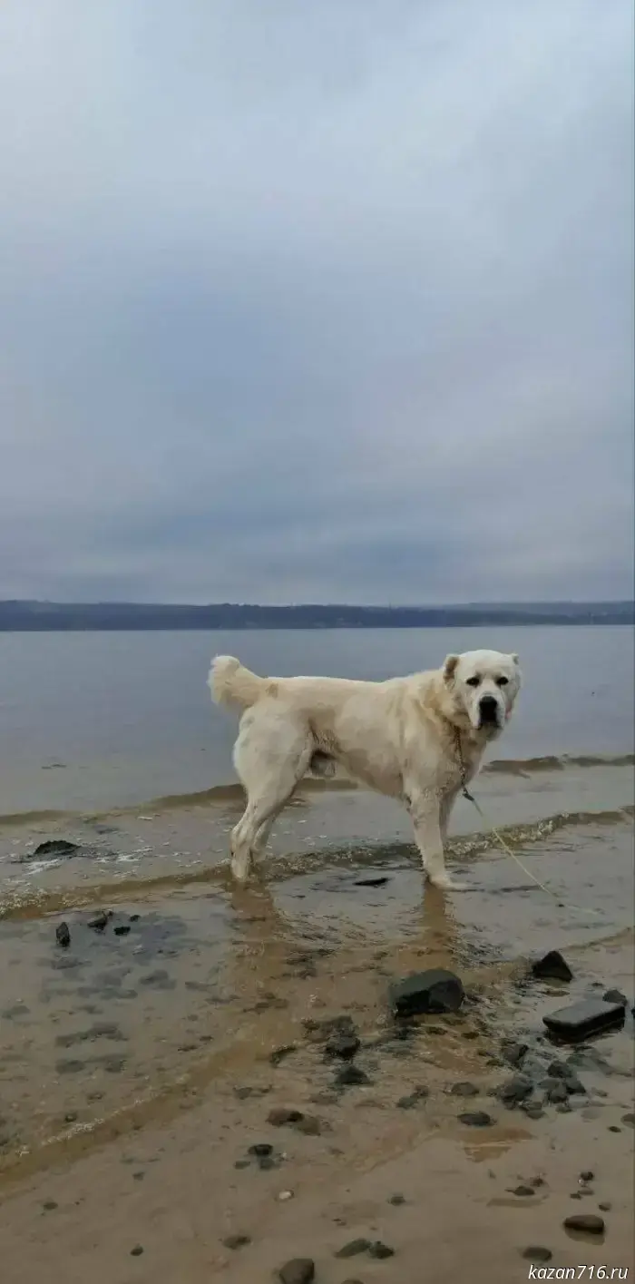 "I'm tired of waiting already!": Minnikhanov posted a photo of his dog Akdus longing for winter