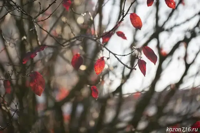 Winter rehearsal: residents of Tatarstan were told when it will snow.