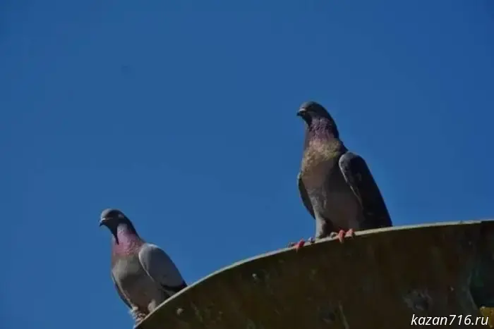 Pigeons are dying en masse in Kazan.
