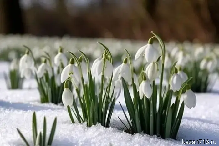 В ожидании теплоты – На 8 Марта в Татарстане ожидаются необычно низкие температуры: метеорологи прогнозируют до -27 градусов.