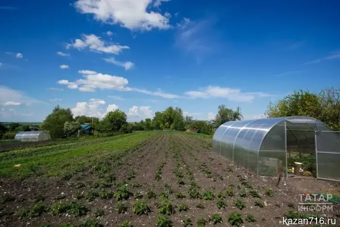 In Tatarstan, experts from the Agricultural Production Center discussed the "Horoscope" of dacha compatibility of cultures.