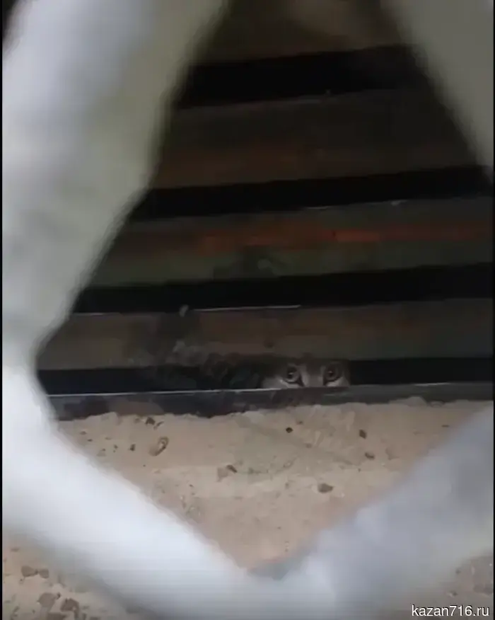 Residents of Kazan reported a cat with kittens locked in the basement of a high-rise building.