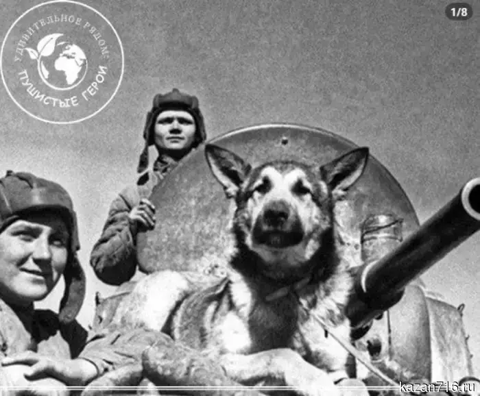 Fluffy Heroes of War: How Dogs and Cats Brought Victory Closer