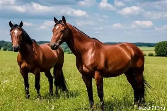 Программа развития - коневодам Татарстана намерены компенсировать до 50% расходов.