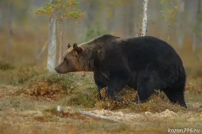 Are bears found in the forests of Tatarstan? The Honored Forester of Russia answered.