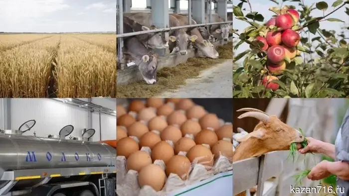 Министерство сельского хозяйства и продовольствия Татарстана объявило конкурсы для фермеров и личных подсобных хозяйств.