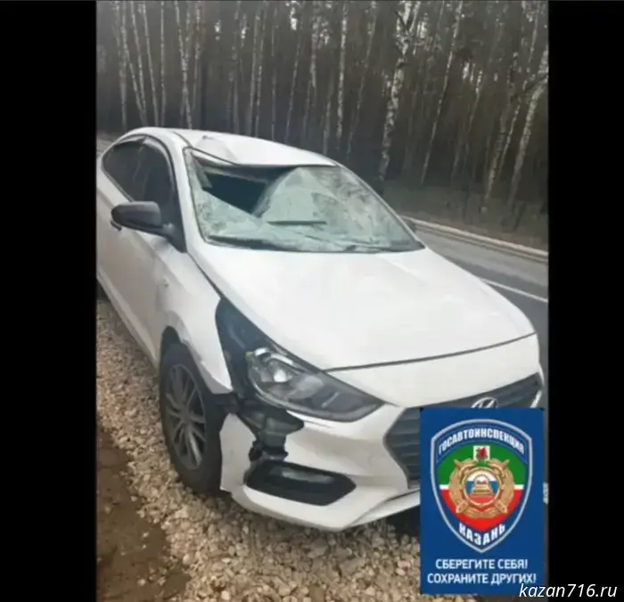 In Kazan, the driver of a car fatally struck a moose.