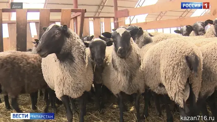 In Tatarstan, the ban on the import of livestock will not affect Kurban Bayram.