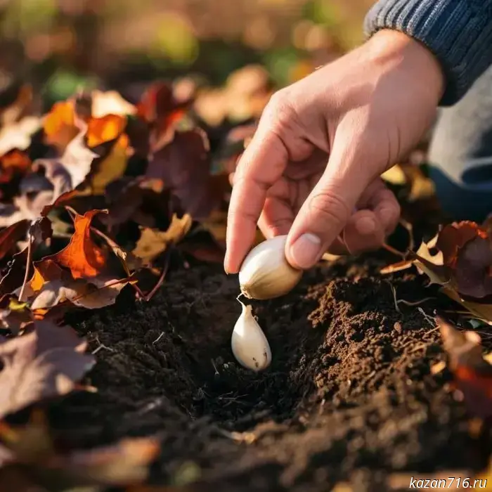 When and how to plant garlic: secrets to a bountiful harvest