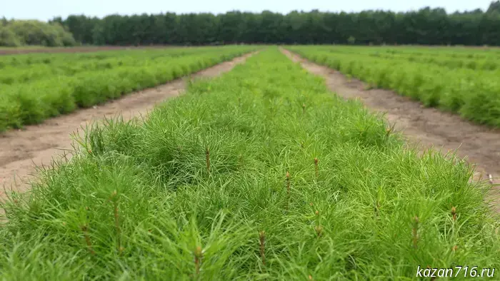 In Tatarstan, 32.6 million units of planting material were grown as part of the national project "Environmental Well-being".
