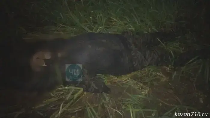 Rescuers found the body of another victim in the Kama River after a boat wreck in the Chistopolsky District.