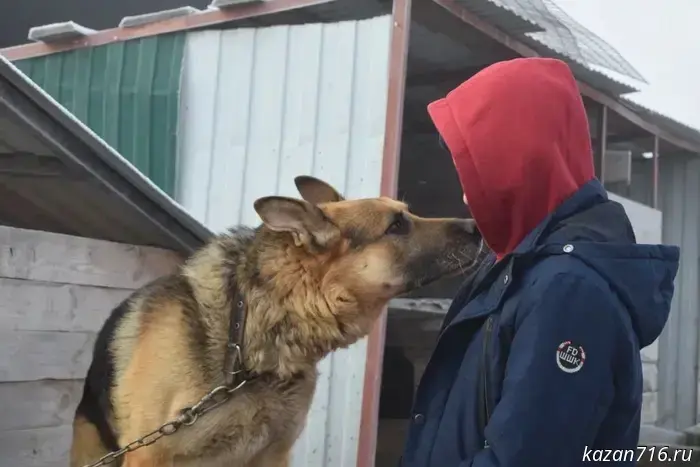 Students of the N. A. Gallyamov School provided care to the animals at the "Cat and Dog" shelter.