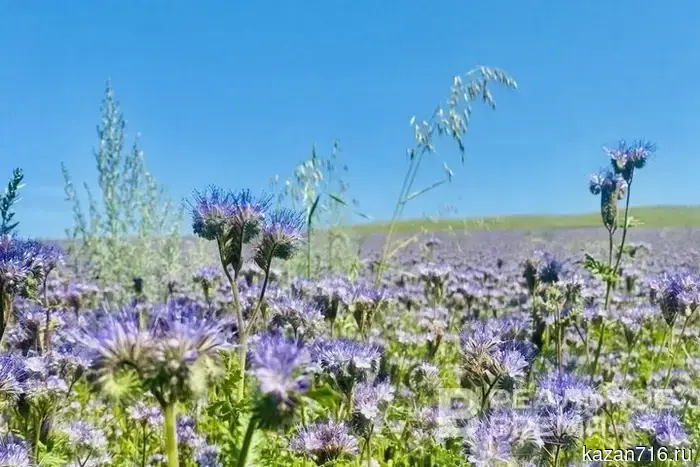 Сегодня в Татарстане прогнозируется температура до +24 градусов.