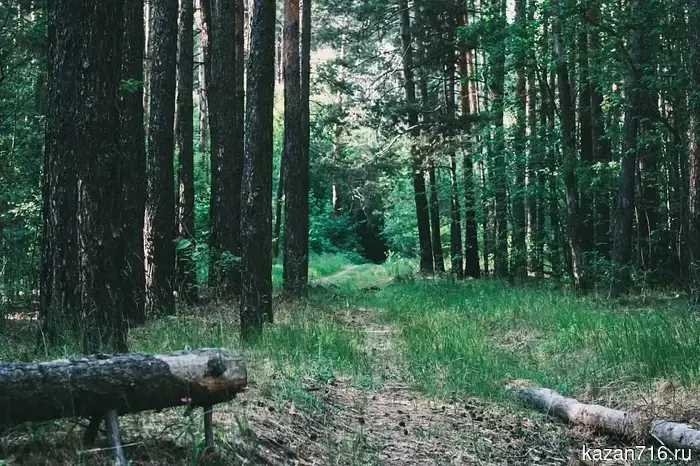 In Chelny, a wild fox attacked several people in the park.