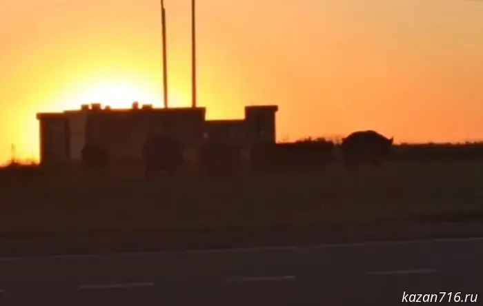 A herd of wild boars was captured on camera at sunset in Innopolis.