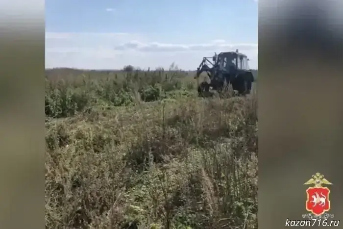 A large patch of wild cannabis was destroyed in Tatarstan.