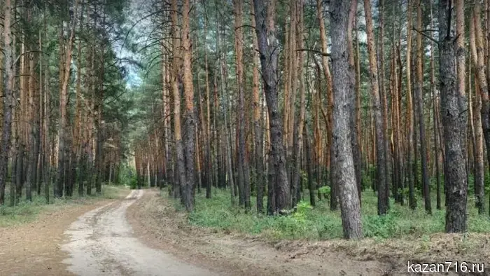 Tatarstan has harvested 945 kilograms of coniferous seeds since January.